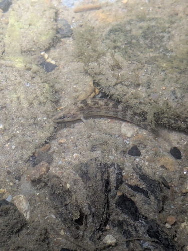 Orangethroat Darter