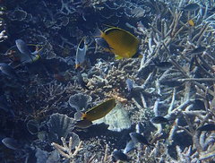 Chaetodon semeion