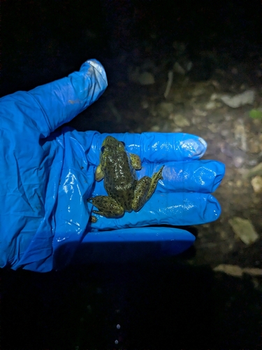 American Bullfrog