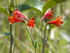 Alstroemeria gardneri