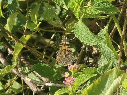 Painted Lady