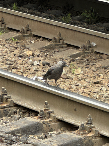 Eurasian Jackdaw