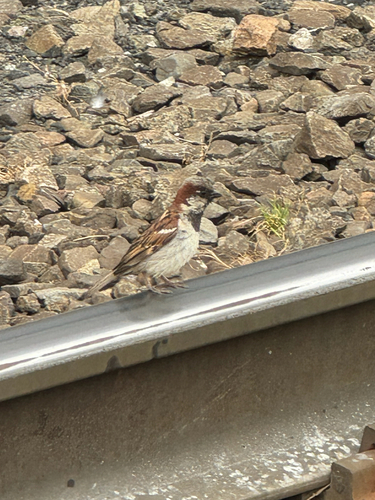 House Sparrow