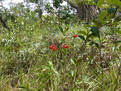 Alstroemeria gardneri