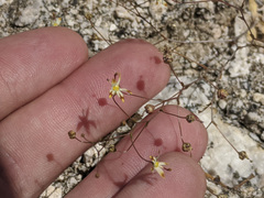 Nemacladus rubescens