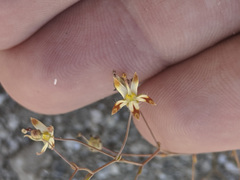 Nemacladus rubescens