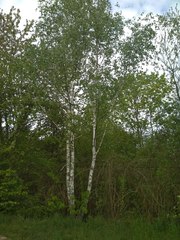 Betula pendula