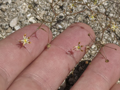 Nemacladus rubescens