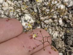 Nemacladus rubescens