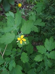 Chelidonium majus