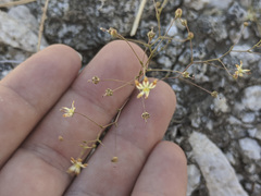 Nemacladus rubescens