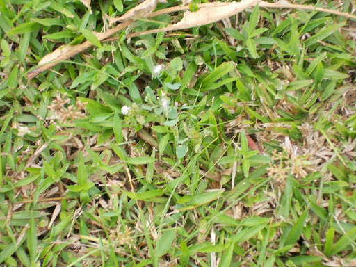 Common Fringe-rush (Flora Singapore List F) · iNaturalist