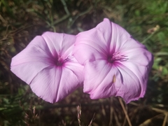 Convolvulus althaeoides althaeoides