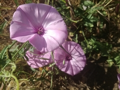 Convolvulus althaeoides althaeoides