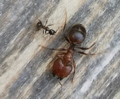 Pheidole obtusospinosa