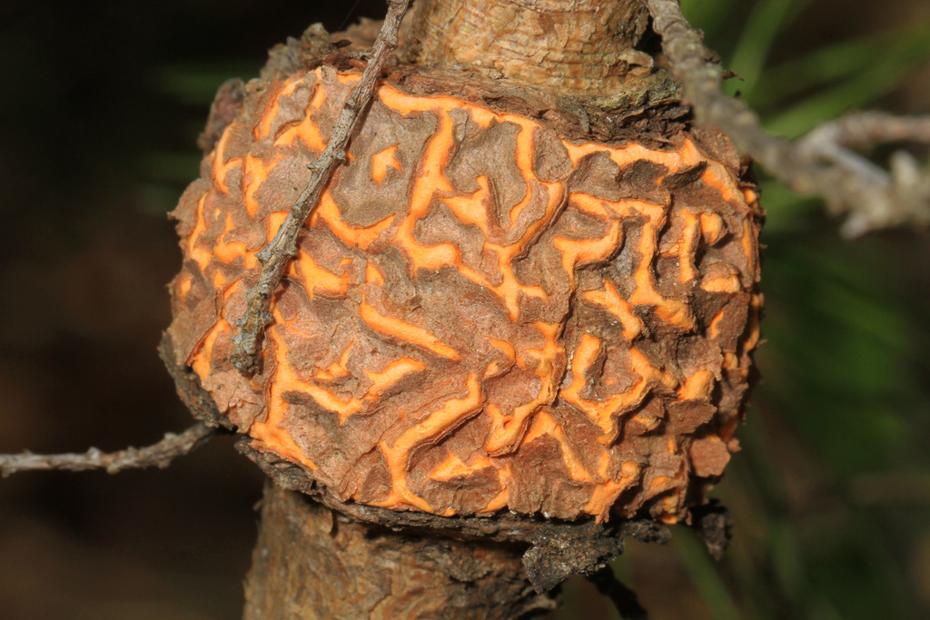 Melampsorineae