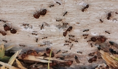 Pheidole obtusospinosa