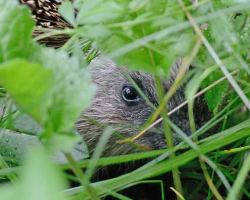 Northern White-Breasted Hedgehog