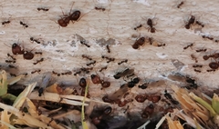 Pheidole obtusospinosa