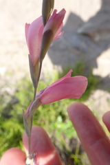 Gladiolus martleyi