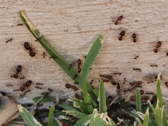 Pheidole obtusospinosa