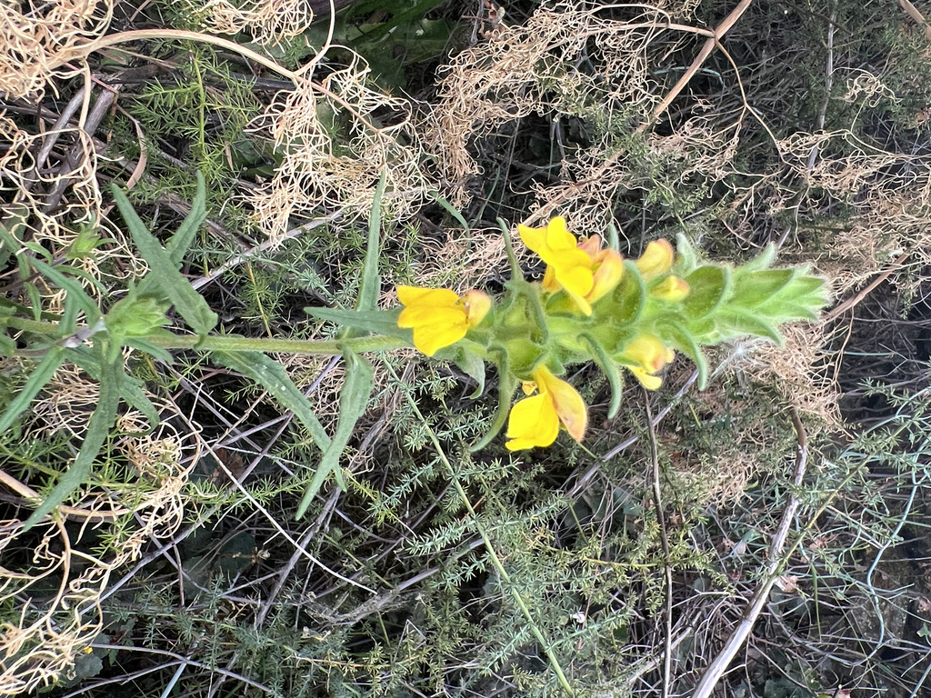 Bellardia trixago; photograph author not stated, no rights reserved