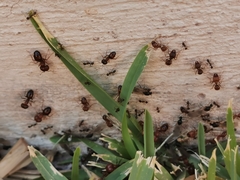 Pheidole obtusospinosa