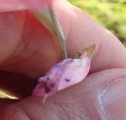 Image of Gladiolus martleyi by no rights reserved