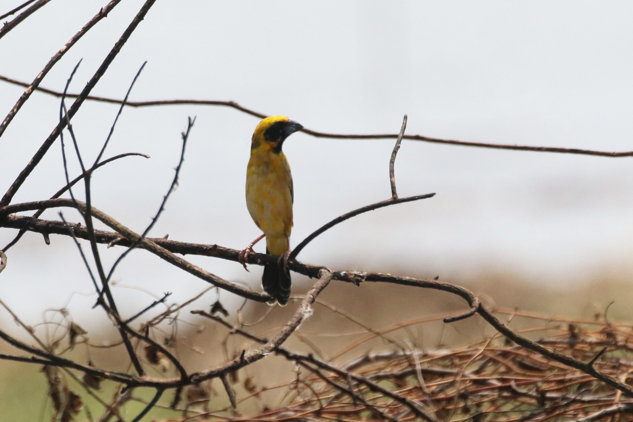 Asian Golden Weaver