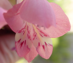 Gladiolus martleyi