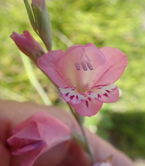 Gladiolus martleyi