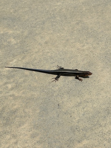 Broad-headed Skink observed by zbw087