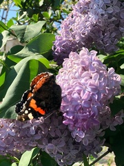 Vanessa atalanta