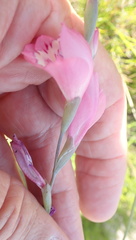 Gladiolus martleyi