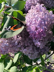 Vanessa atalanta