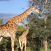 Southern African Giraffe - Photo (c) danielnaturalist91, some rights reserved (CC BY-NC), uploaded by danielnaturalist91