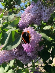 Vanessa atalanta