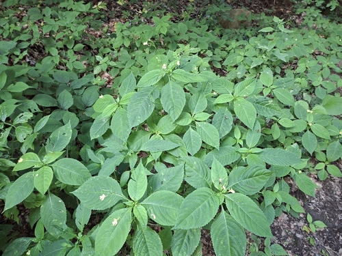small balsam