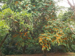 Saraca indica