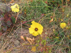 Tuberaria globulariifolia