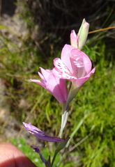 Gladiolus martleyi