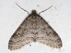 Trichopteryx carpinata