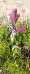 Gladiolus martleyi