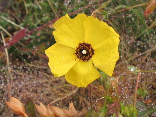 Tuberaria globulariifolia, photograph 1