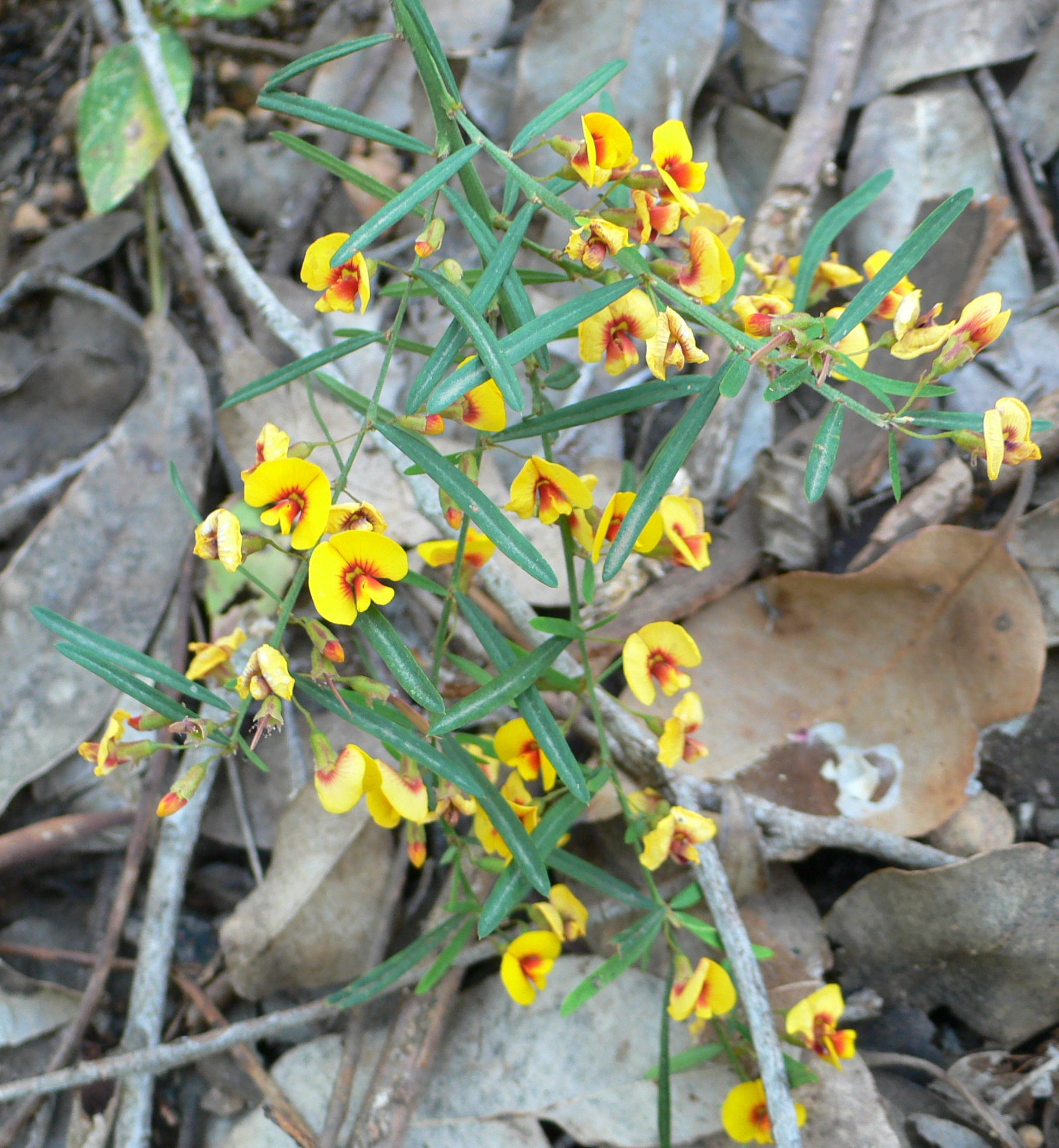 Bossiaea