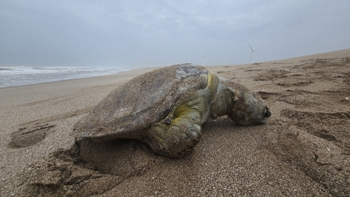 Green Sea Turtle
