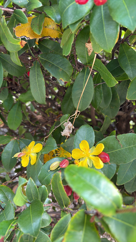 Ochna thomasiana observed 2026-07-17