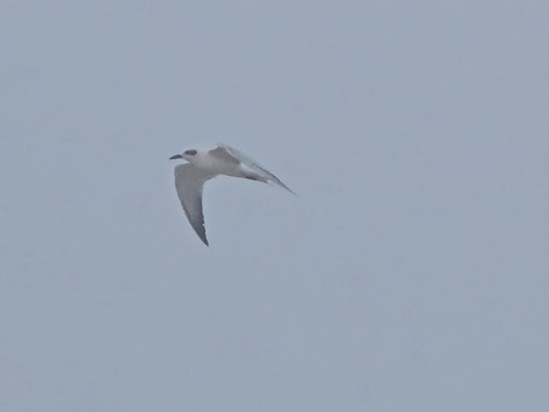 Gull-billed Tern