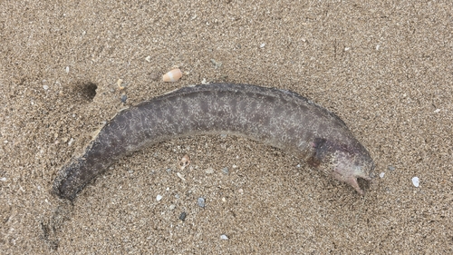 Highfin Moray