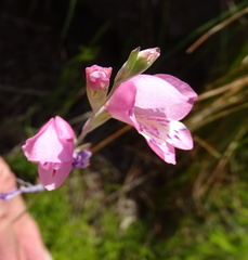 Gladiolus martleyi